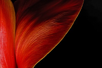 tulip detail