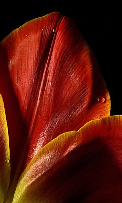 more tulip detail