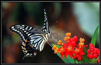 Tiger Swallowtail