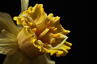 frilly daff