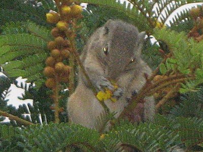 squirrel eating flowers