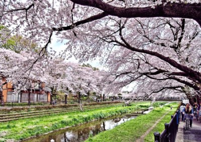 Nogawa Cherry Blossoms
