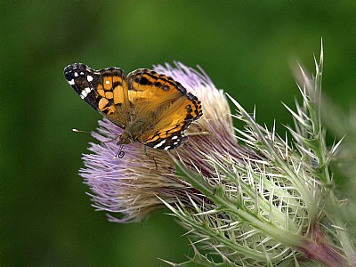 Thistle and Butterfly