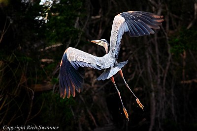 Great Blue Heron