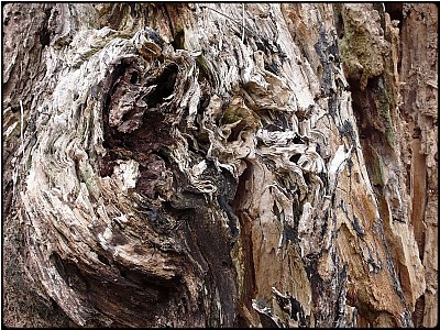whirlwood bark