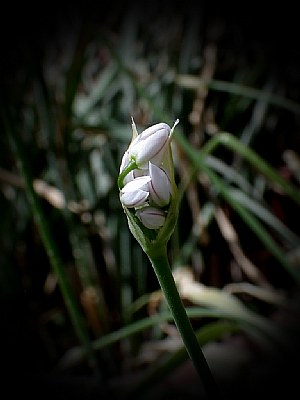 Spring Flower-7-