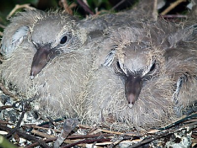 New Born Pidgeons