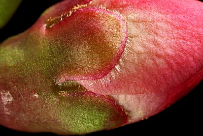 close up of bud