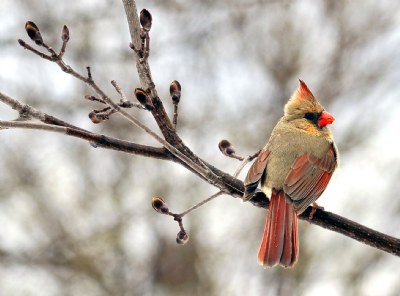 Spring Cardinal