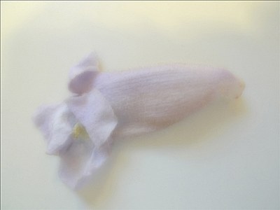 flower.14