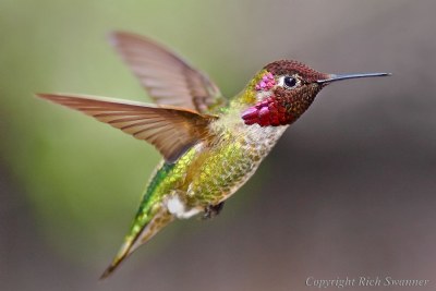 135mm f/2L Lil' Red The Hummingbird