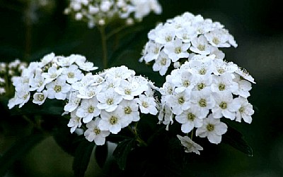 Biancospino