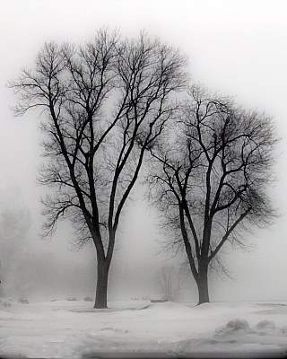 Two Trees