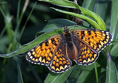 Cinclidia punica