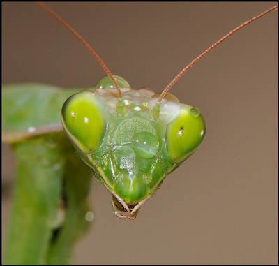 MANTIS PORTRAIT