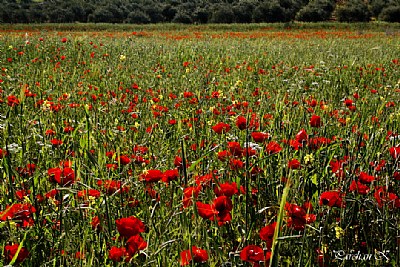 Poppy field-2