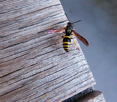 Wasp.