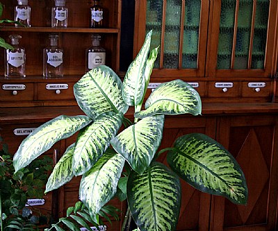 Plant in a Pharmacy