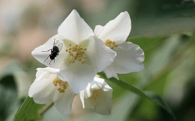 A fly on flower