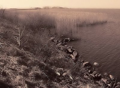 Reed and water