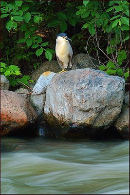 Watching the river Run