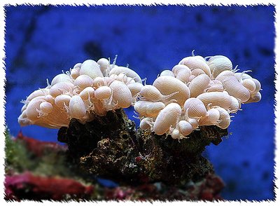 Bubble Coral