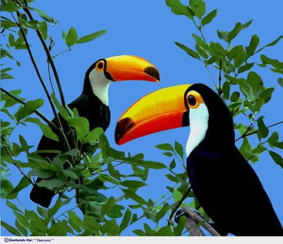 Toucans