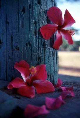 Hibiscus and Wood
