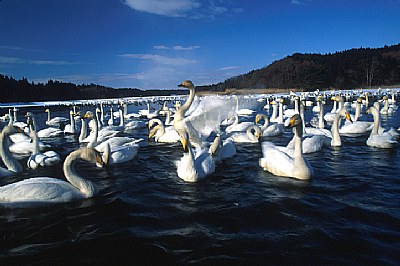 Swan Dance