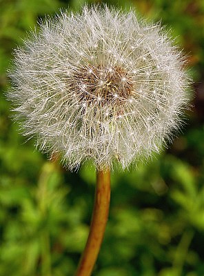 dandelion