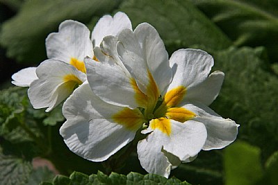 garden primrose