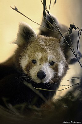 Red Panda (Lat. Ailurus fulgens). IUCN Red List of Threatened Animals.