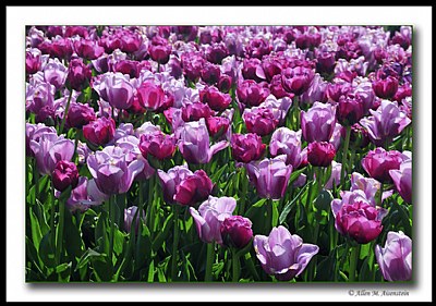 Springtime Tulips (d5541)