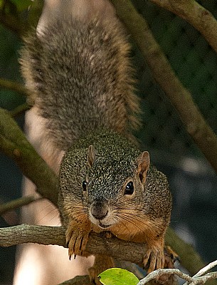 squirrel