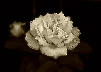 Sepia Rose