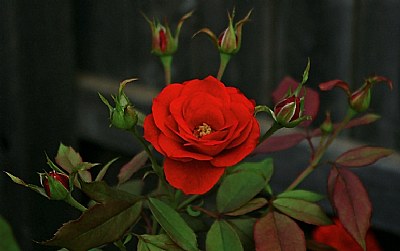 Red Rose