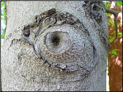 one-eyed tree