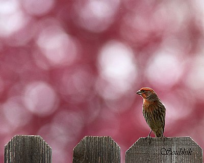 Cherry blossom and the red headed finch