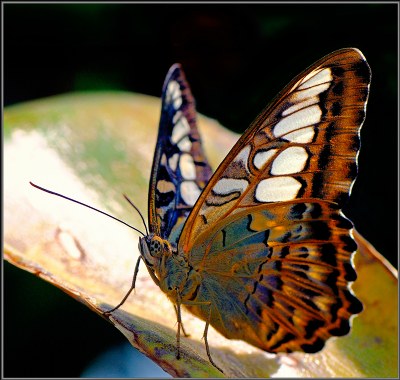 TROPICAL BUTTERFLY
