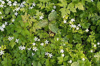 Forest Floor