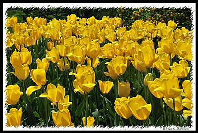 Tulips (d5549)