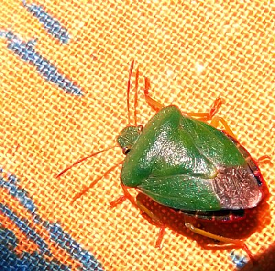 Green Beetle.
