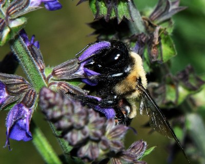 Busy bumble