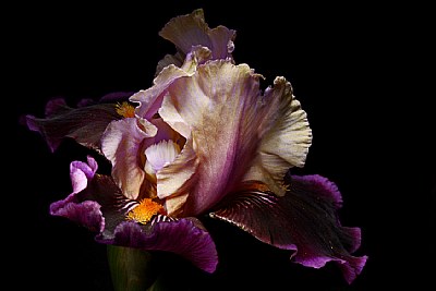 iris