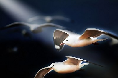 Light Birds