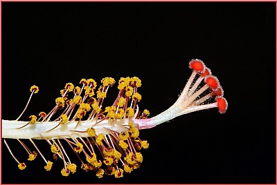 Hibiscus stamen