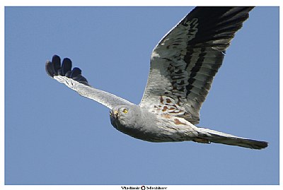 Circus Pygargus (male)