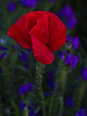  Last Light Poppy