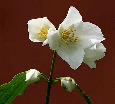 Rododendro bianco
