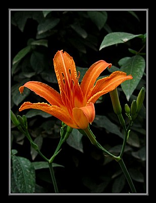 Orange Lily